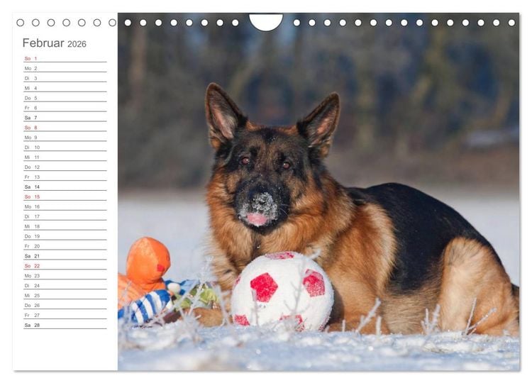 Produktbild: Deutsche Sch&auml;ferhunde Seelentr&ouml;ster (Wandkalender 2026 DIN A4 quer), CALVENDO Monatskalender