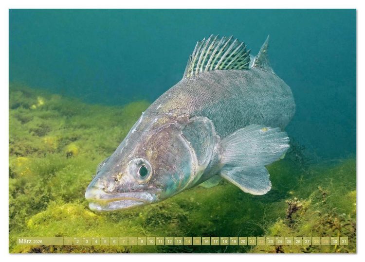 Produktbild: Forelle, Hecht und St&ouml;r: Fische in europ&auml;ischen Gew&auml;ssern (Tischkalender 2026 DIN A5 quer), CALVENDO Monatskalender