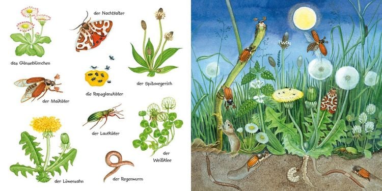 Produktbild: Mein kleines buntes Bildw&ouml;rterbuch: Krabbeltiere und Bl&uuml;mchen