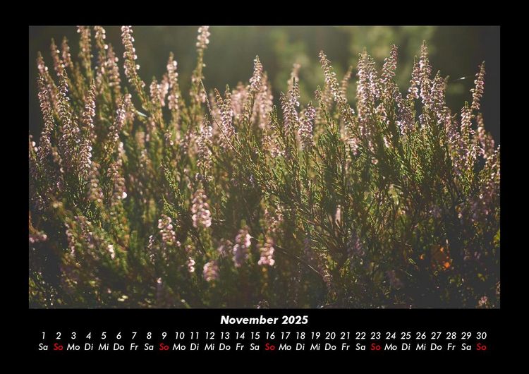 Produktbild: Pflanzen und Bl&uuml;ten 2025 Fotokalender DIN A3