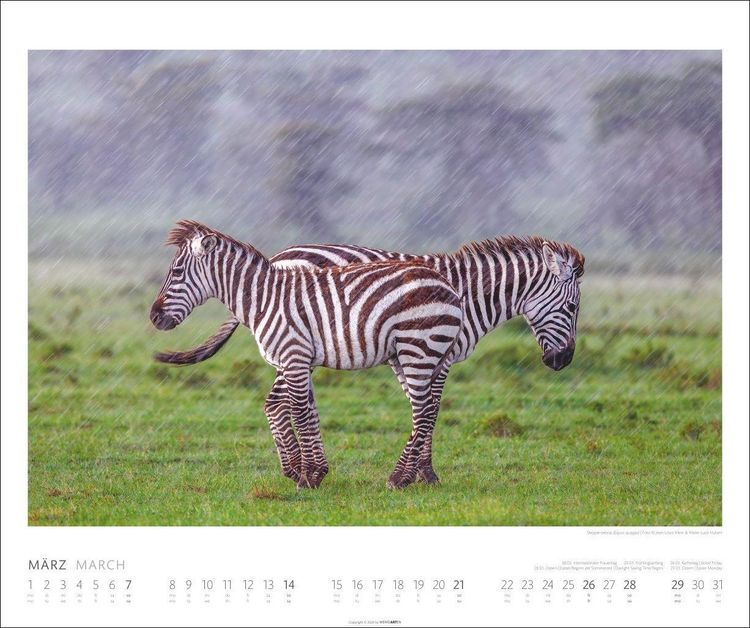Produktbild: African Wildlife Kalender 2027