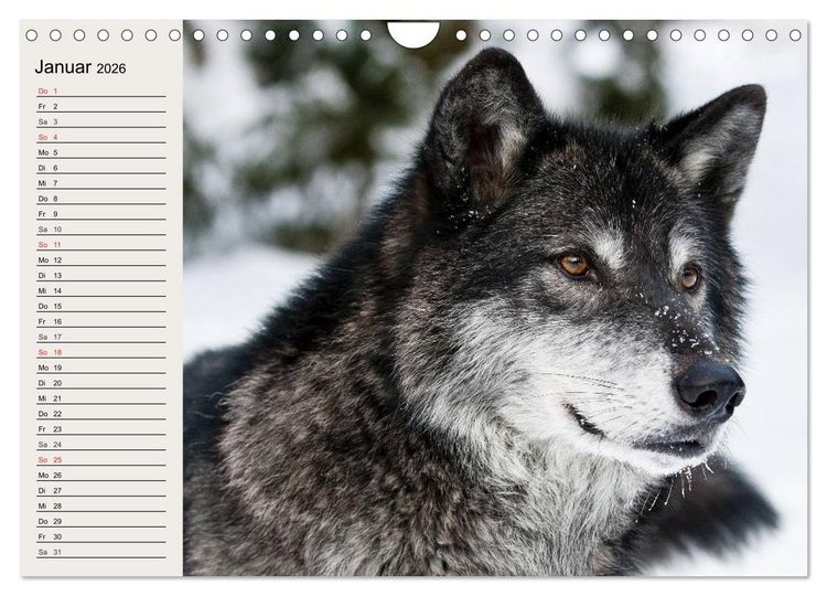 Produktbild: W&ouml;lfe. Verwegene Anmut (Wandkalender 2026 DIN A4 quer), CALVENDO Monatskalender
