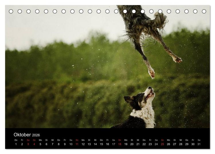 Produktbild: Der Bordercollie-Kalender (Tischkalender 2026 DIN A5 quer), CALVENDO Monatskalender