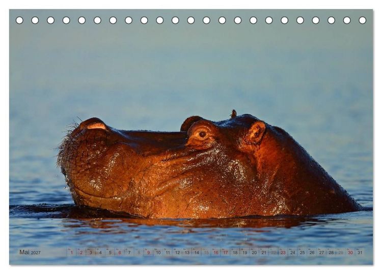 Produktbild: Flusspferde Magie des Augenblicks - Hippos in Afrika (Tischkalender 2027 DIN A5 quer), CALVENDO Monatskalender