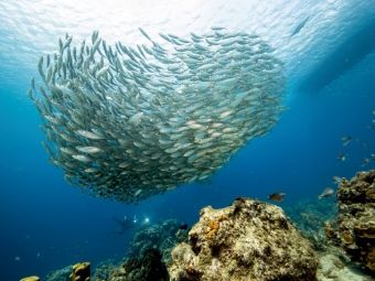Produktbild: CALVENDO Puzzle Fischball - Playa Piskado - Cura&ccedil;ao | 1000 Teile Lege-Gr&ouml;&szlig;e 64x48cm Foto-Puzzle f&uuml;r gl&uuml;ckliche Stunden