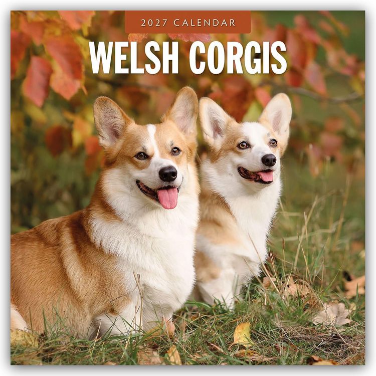 Produktbild: Welsh Corgis &ndash; Welsh Corgi 2027 &ndash; 16-Monatskalender