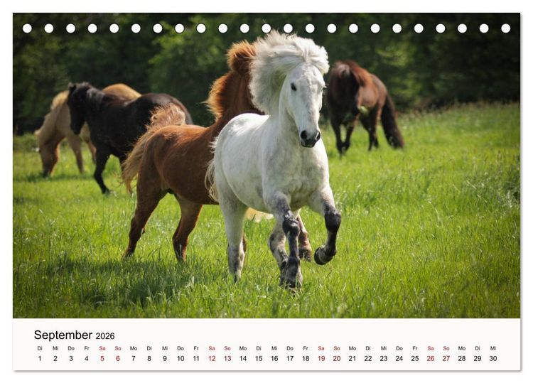 Produktbild: Isl&auml;nder - icelandic horses (Tischkalender 2026 DIN A5 quer), CALVENDO Monatskalender