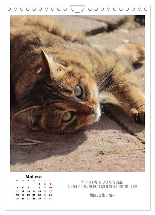 Produktbild: Stubentiger im Portrait (Wandkalender 2026 DIN A4 hoch), CALVENDO Monatskalender
