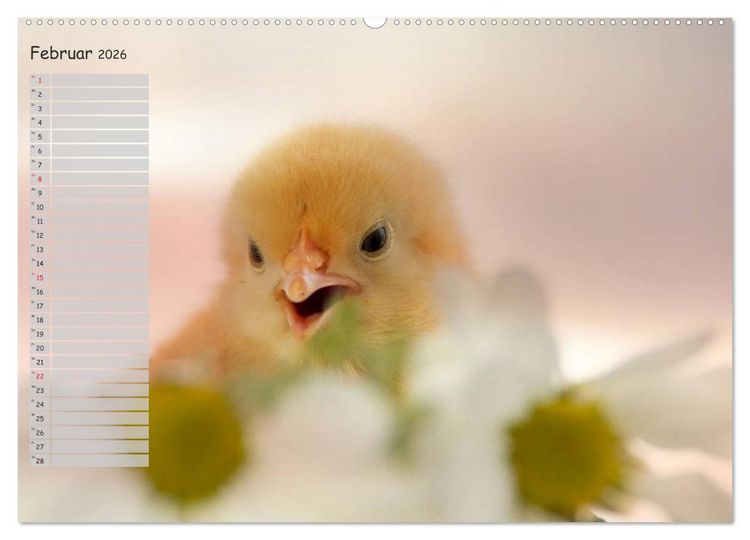 Produktbild: Tierisches aus der K&uuml;ken-Welt (Wandkalender 2026 DIN A2 quer), CALVENDO Monatskalender
