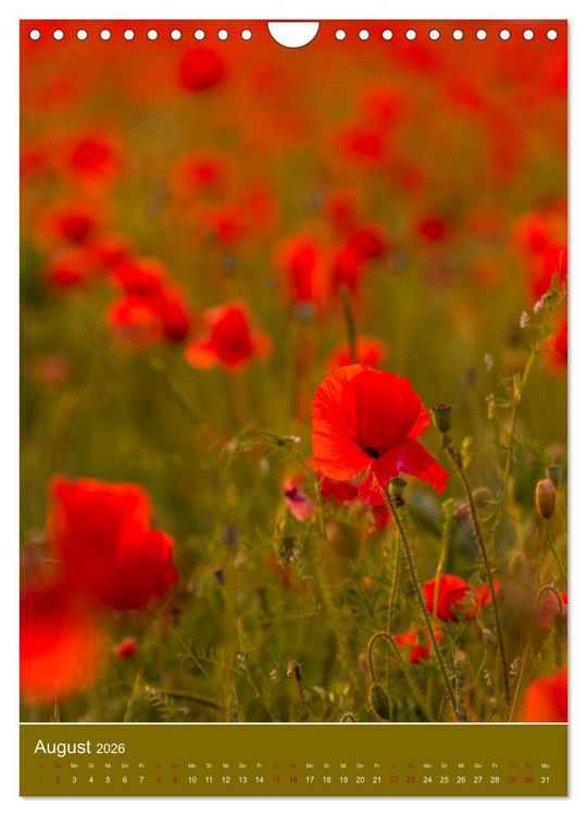 Produktbild: Mohnblumen - kraftvoll und zart (Wandkalender 2026 DIN A4 hoch), CALVENDO Monatskalender