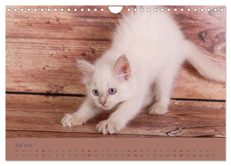 Produktbild: Flauschige Ragdoll Kitten (Wandkalender 2026 DIN A4 quer), CALVENDO Monatskalender