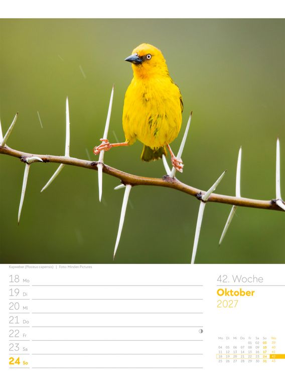 Produktbild: V&ouml;gel Wochenplaner Kalender 2027