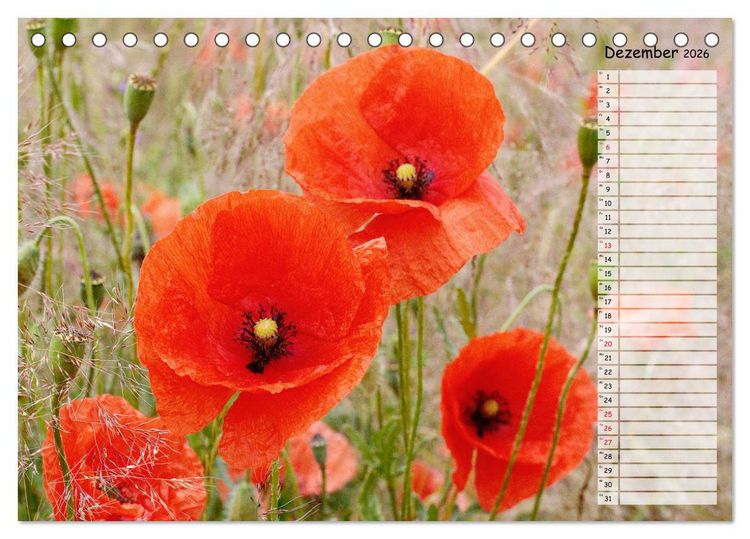 Produktbild: Klatschmohn im Feld (Tischkalender 2026 DIN A5 quer), CALVENDO Monatskalender
