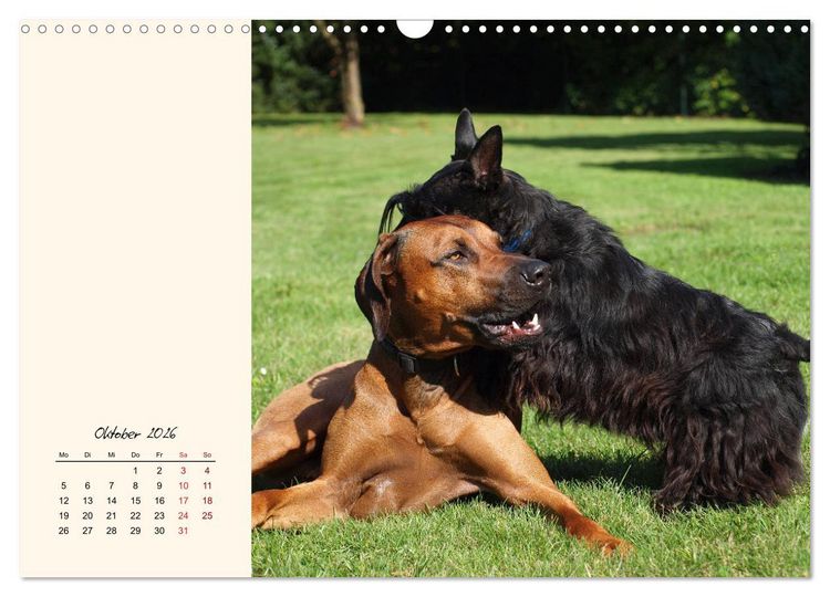 Produktbild: Scottish Terrier - Charmantes Rauhbein (Wandkalender 2026 DIN A3 quer), CALVENDO Monatskalender