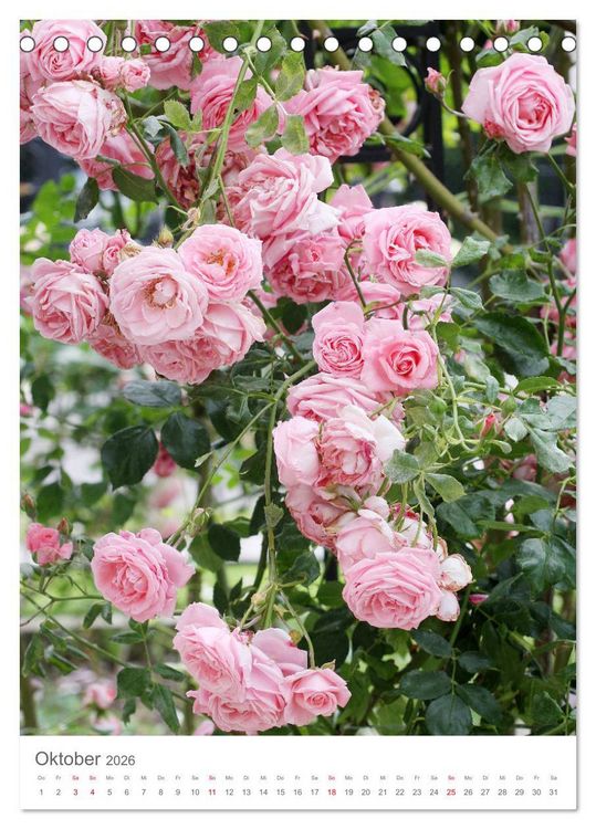 Produktbild: Gl&uuml;cklich mit Rosen (Tischkalender 2026 DIN A5 hoch), CALVENDO Monatskalender