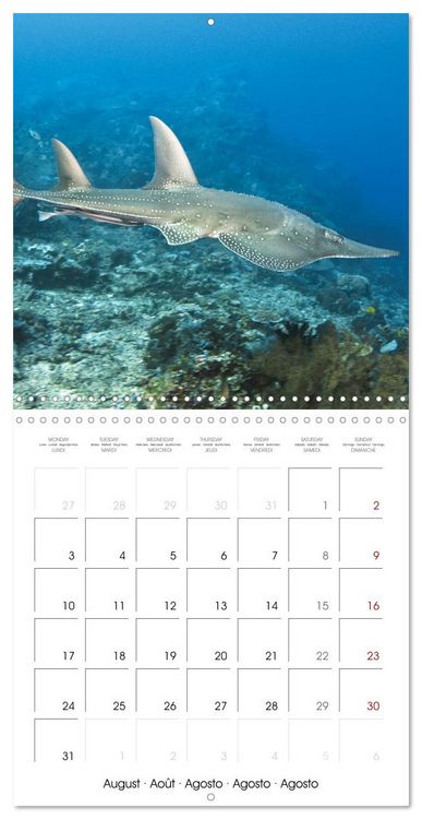 Produktbild: Diving in the deep blue sea (Wall Calendar 2026 12 &times; 12 Inch) CALVENDO 12 Month Wall Calendar