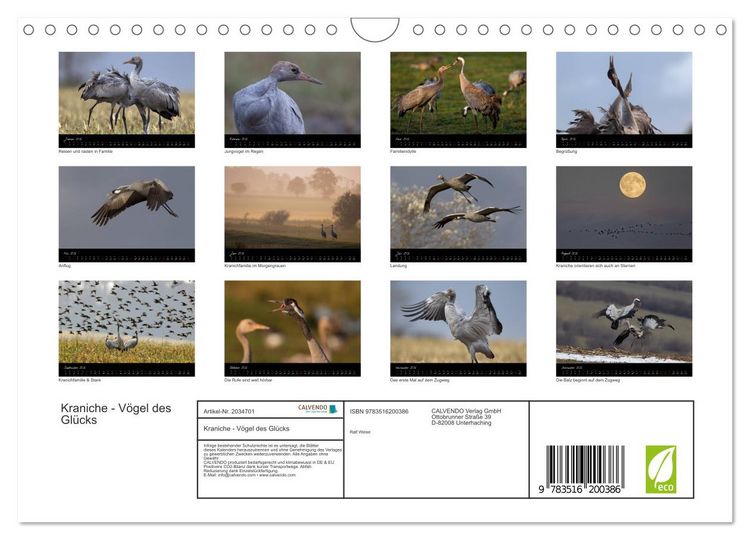 Produktbild: Kraniche - V&ouml;gel des Gl&uuml;cks (Wandkalender 2026 DIN A4 quer), CALVENDO Monatskalender