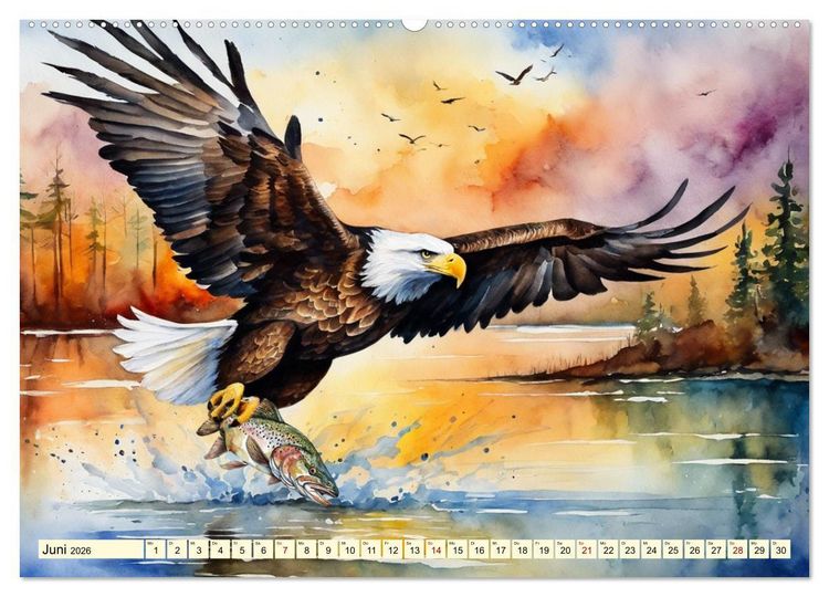 Produktbild: Wei&szlig;kopfseeadler - Majest&auml;tische V&ouml;gel (hochwertiger Premium Wandkalender 2026 DIN A2 quer), Kunstdruck in Hochglanz