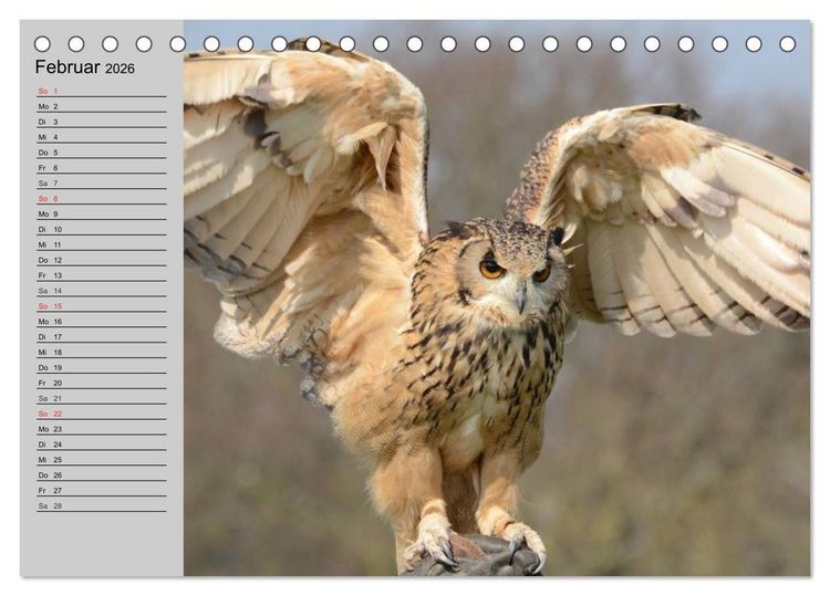 Produktbild: Eulen. Gefiederte Weisheit (Tischkalender 2026 DIN A5 quer), CALVENDO Monatskalender