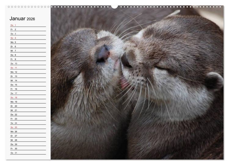 Produktbild: Seehunde und Otter. Putzige Gesellen, perfekte Schwimmer (Wandkalender 2026 DIN A2 quer), CALVENDO Monatskalender