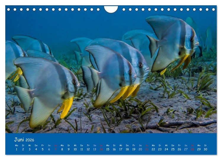 Produktbild: Unterwasserwelten (Wandkalender 2026 DIN A4 quer), CALVENDO Monatskalender