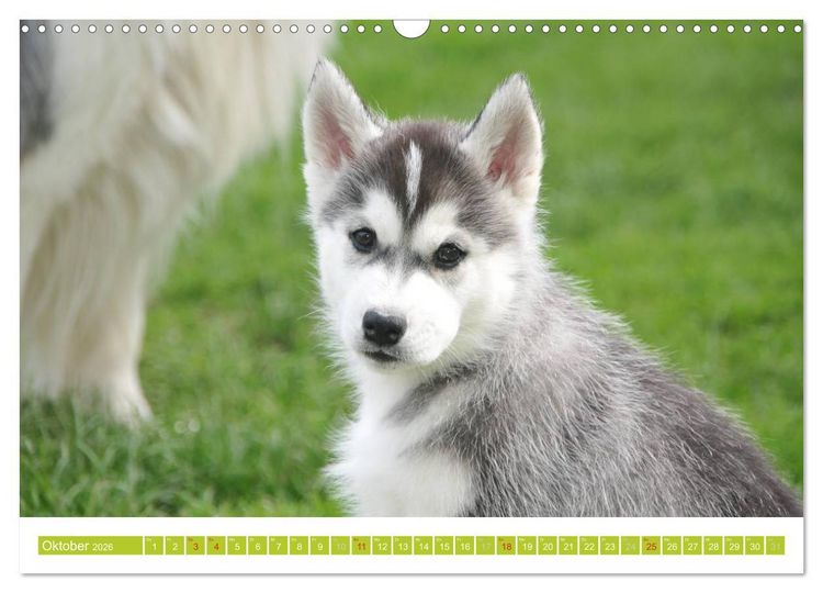 Produktbild: Siberian Husky - der Urtyp (Wandkalender 2026 DIN A3 quer), CALVENDO Monatskalender