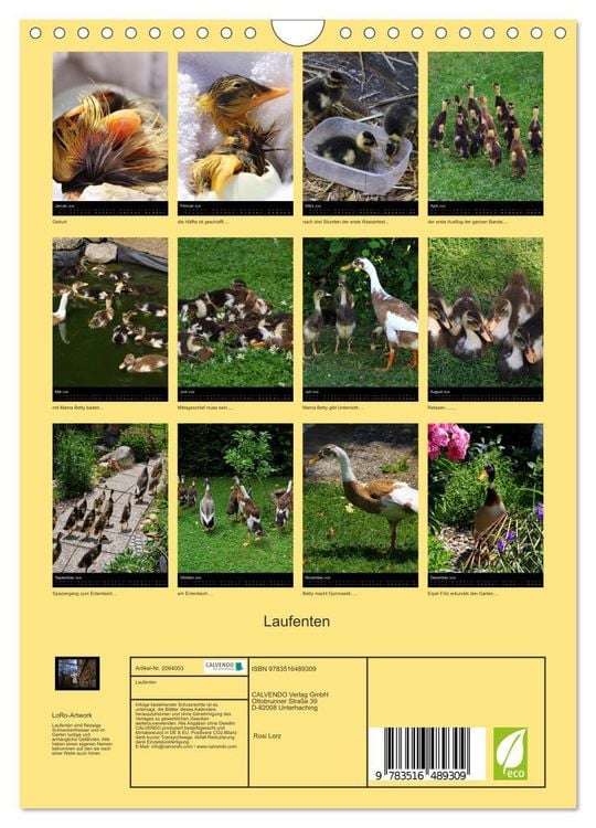 Produktbild: Laufenten (Wandkalender 2026 DIN A4 hoch), CALVENDO Monatskalender