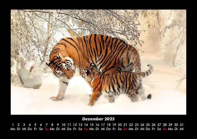 Produktbild: Tiger 2025 Fotokalender DIN A3