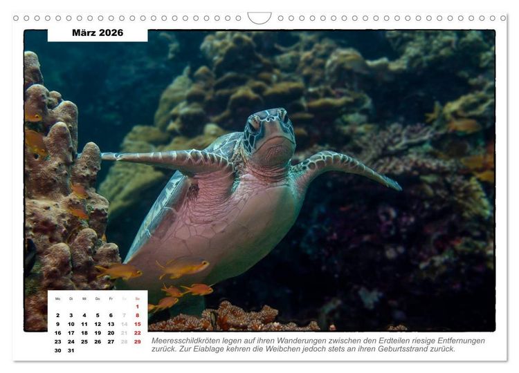 Produktbild: Meeresschildkr&ouml;ten, die Nomaden der Meere (Wandkalender 2026 DIN A3 quer), CALVENDO Monatskalender