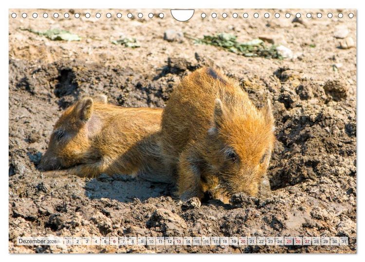Produktbild: Wildschweine - Im Schatten des Waldes (Wandkalender 2026 DIN A4 quer), CALVENDO Monatskalender