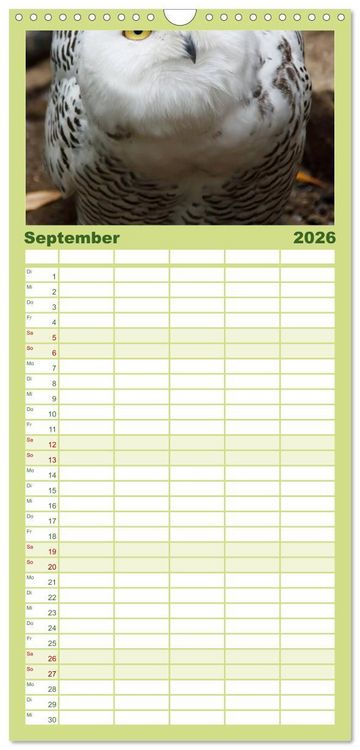 Produktbild: Familienplaner 2026 - Eulen. W&auml;chter der Nacht mit 5 Spalten (Wandkalender, 21 x 45 cm) CALVENDO