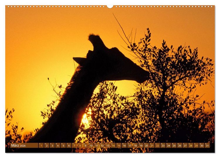 Produktbild: Giraffen: Die afrikanischen Riesen mit Weitblick (hochwertiger Premium Wandkalender 2026 DIN A2 quer), Kunstdruck in Hochglanz