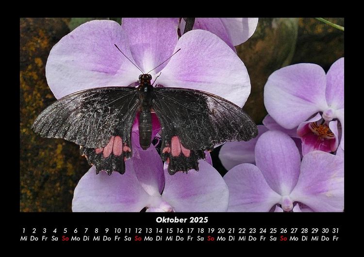 Produktbild: Blumenzauber 2025 Fotokalender DIN A3