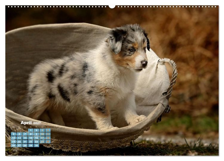 Produktbild: Lillyfee und ein K&ouml;rbchen voller Gl&uuml;ck (hochwertiger Premium Wandkalender 2027 DIN A2 quer), Kunstdruck in Hochglanz