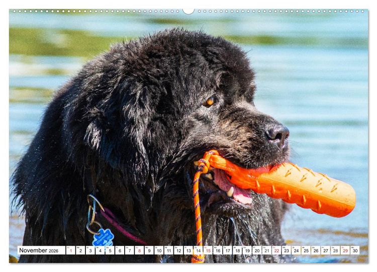 Produktbild: Neufundl&auml;nder - Das Wasser ist ihr Element (Wandkalender 2026 DIN A2 quer), CALVENDO Monatskalender
