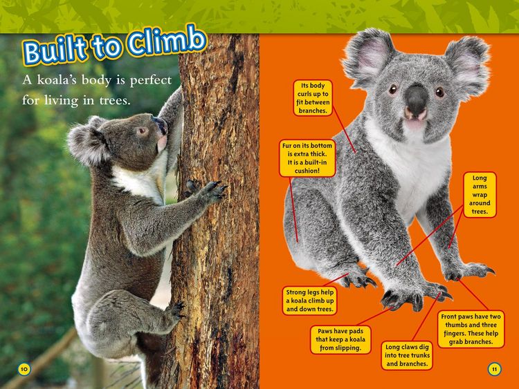 Produktbild: Koalas