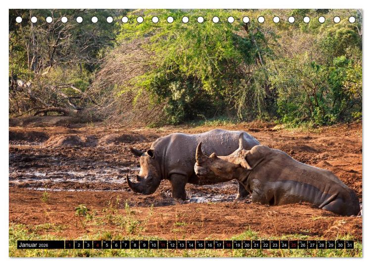 Produktbild: Afrikas Tierwelt: Nash&ouml;rner (Tischkalender 2026 DIN A5 quer), CALVENDO Monatskalender
