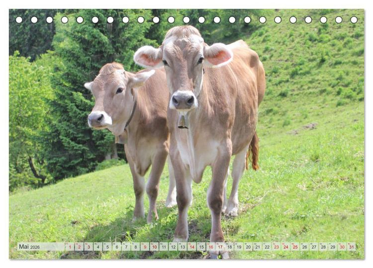 Produktbild: Alpenrinder (Tischkalender 2026 DIN A5 quer), CALVENDO Monatskalender
