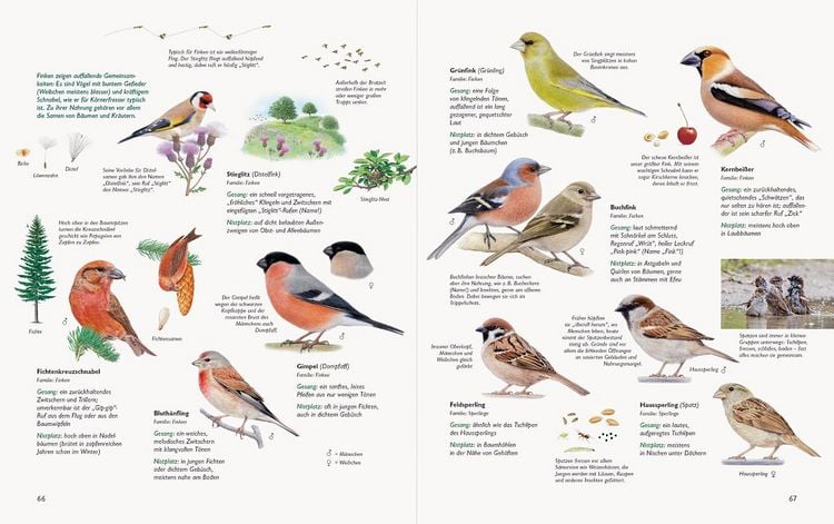 Produktbild: Wawra's Naturbuch &ndash; Unserer Natur auf der Spur, Bd. 1: S&auml;ugetiere, V&ouml;gel, Reptilien, Amphibien