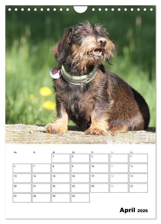 Produktbild: Geliebte Rabauken - Rauhaardackel (Wandkalender 2026 DIN A4 hoch), CALVENDO Monatskalender