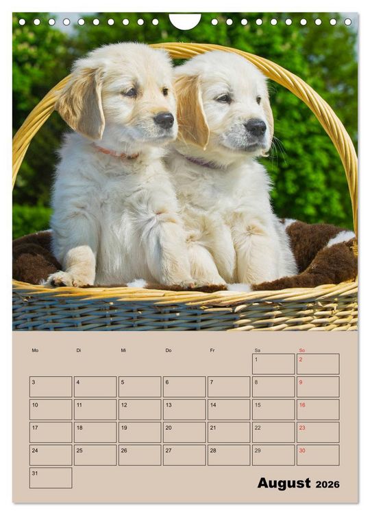 Produktbild: Jahresplaner Golden Retriever Welpen (Wandkalender 2026 DIN A4 hoch), CALVENDO Monatskalender