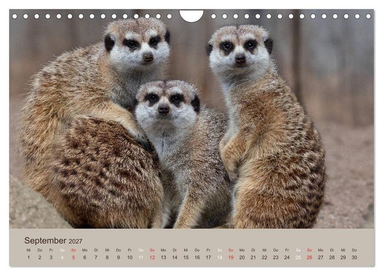 Produktbild: Quirlige Erdm&auml;nnchen (Wandkalender 2027 DIN A4 quer), CALVENDO Monatskalender