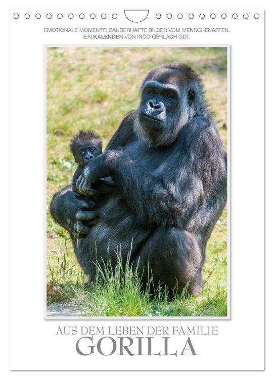 Produktbild: Emotionale Momente: Aus dem Leben der Familie Gorilla. (Wandkalender 2026 DIN A4 hoch), CALVENDO Monatskalender