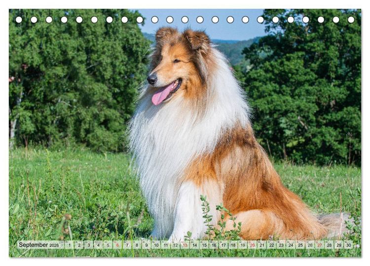 Produktbild: Collie - Das Gl&uuml;ck hat 4 Pfoten (Tischkalender 2026 DIN A5 quer), CALVENDO Monatskalender