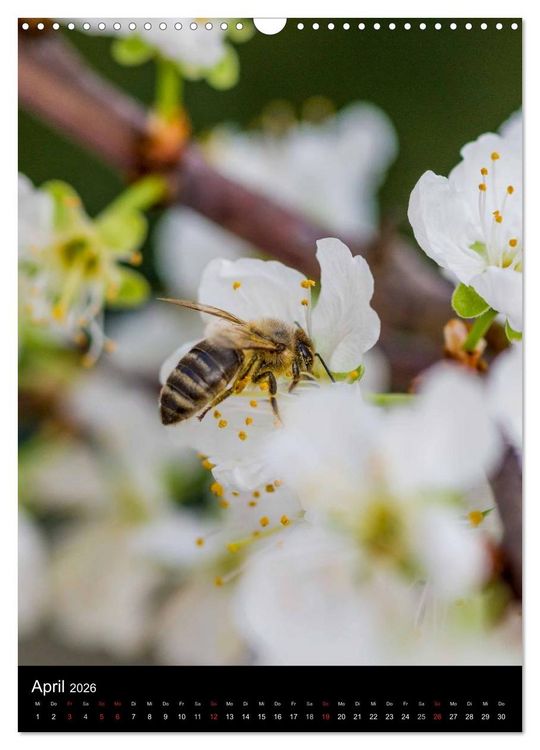 Produktbild: Bienenkalender (Wandkalender 2026 DIN A3 hoch), CALVENDO Monatskalender