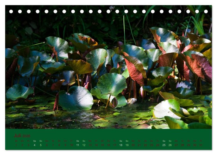 Produktbild: Gartenfl&uuml;stern (Tischkalender 2026 DIN A5 quer), CALVENDO Monatskalender