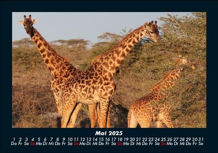Produktbild: Giraffen 2025 Fotokalender DIN A5