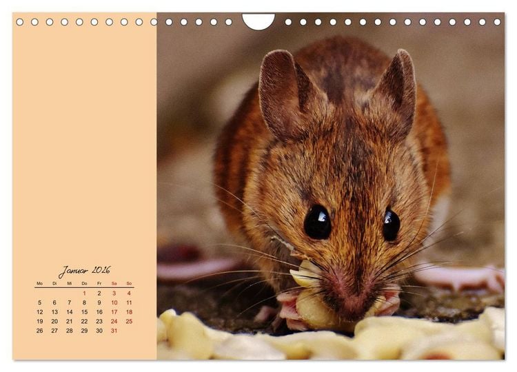 Produktbild: Mausige Zeiten! Putzige Gesellen mit Knopfaugen (Wandkalender 2026 DIN A4 quer), CALVENDO Monatskalender