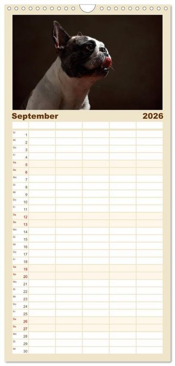 Produktbild: Familienplaner 2026 - Charme auf vier Pfoten - Franz&ouml;sische Bulldoggen Portraits mit 5 Spalten (Wandkalender, 21 x 45 cm) CALVENDO