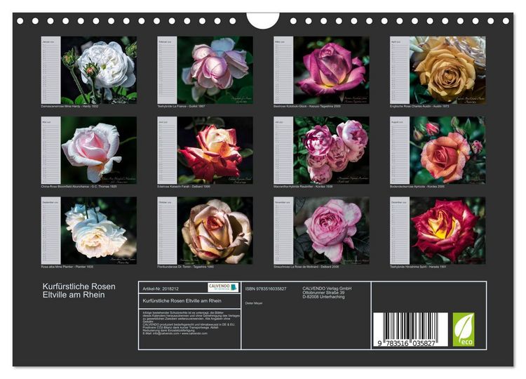 Produktbild: Kurf&uuml;rstliche Rosen Eltville am Rhein (Wandkalender 2026 DIN A4 quer), CALVENDO Monatskalender